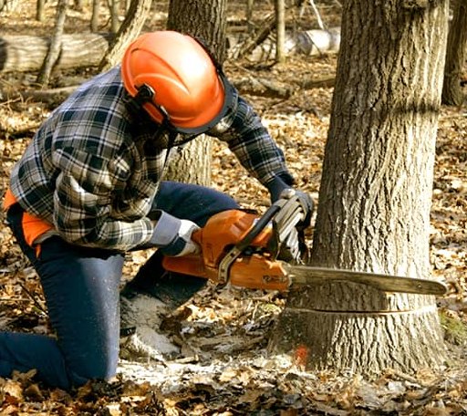 Tree Removal in Republic, MI